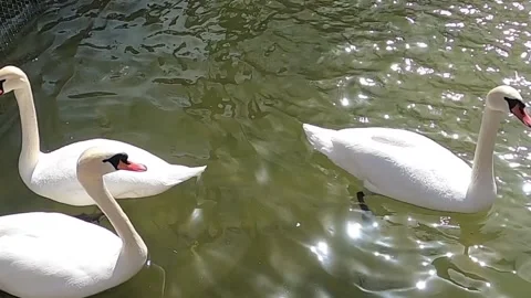 White swans on the lake Stock Footage 176339763
