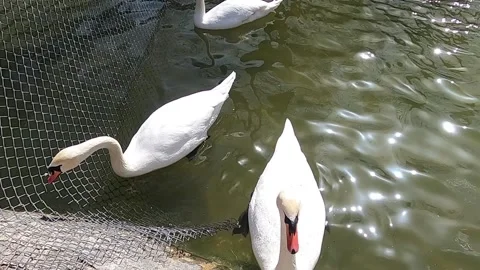 White swans on the lake Stock Footage 176865290