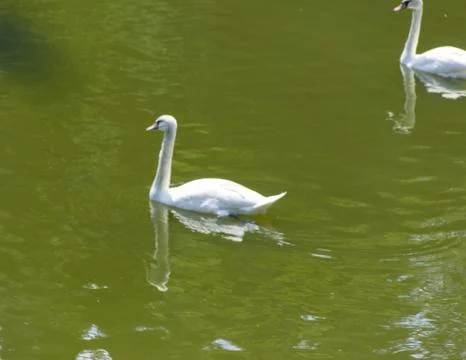 White Swans At Lake Stock Photos