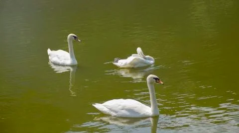 White Swans At Lake Stock Photos