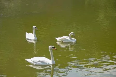 White Swans At Lake Stock Photos