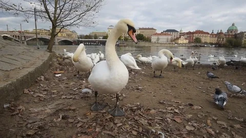 White swans near the river Stock Footage 82943661