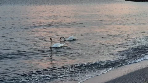 White Swans in the Ocean Stock Footage 300308506