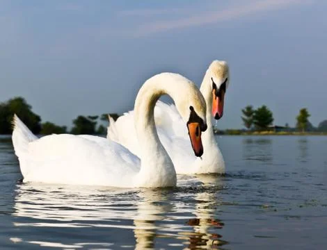 White swans Stock Photos