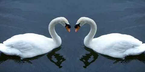 White swans 스톡 사진