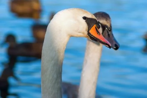 White swans Stock Photos