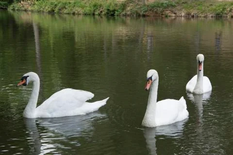 White swans Stock Photos