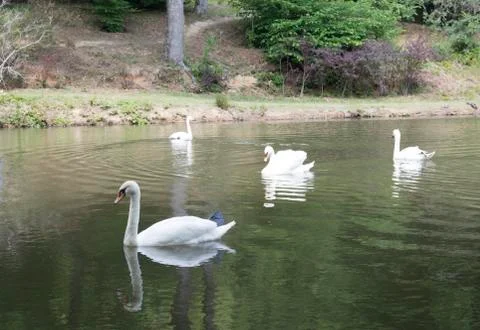 White swans Stock Photos