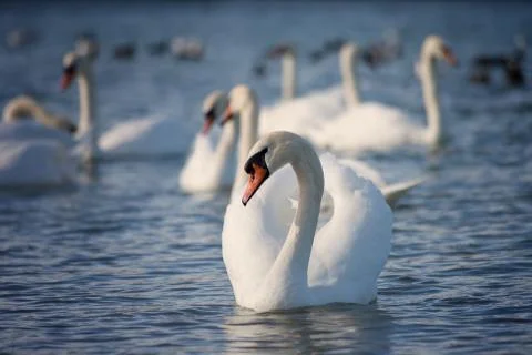 White swans Stock Photos