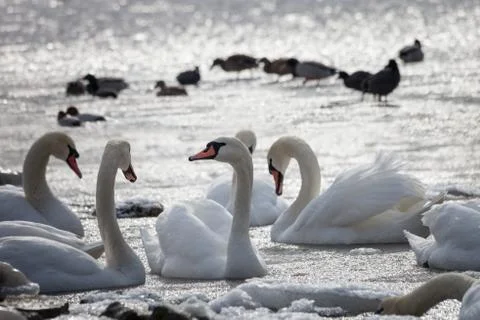 White swans Stock Photos