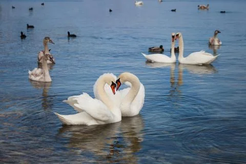 White swans Stock Photos