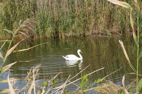 White swans Foto stock