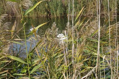 White swans Stock Photos