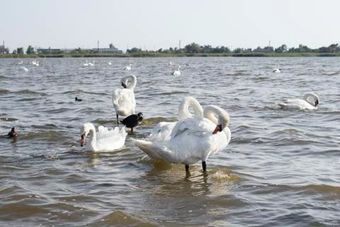 White swans Stock Photos
