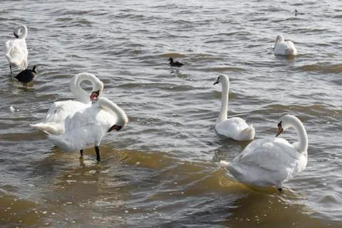 White swans Stock Photos