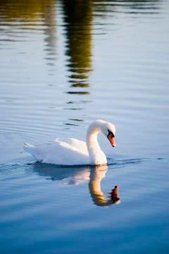 White swans Stock Photos