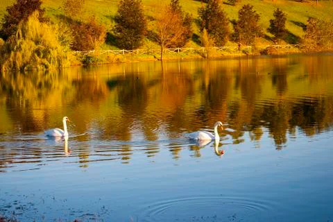 White swans Stock Photos