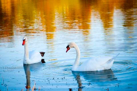 White swans Stock Photos