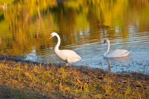 White swans Stock Photos