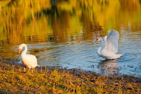 White swans Foto stock