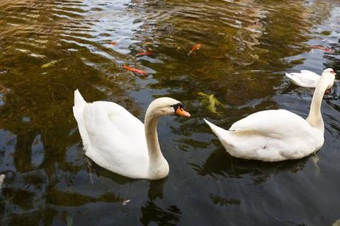 White swans Foto stock