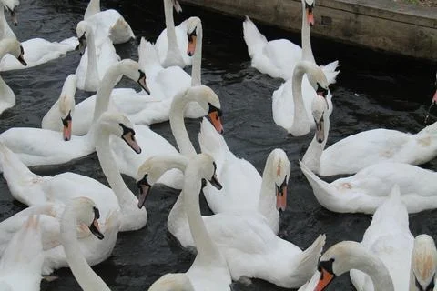 White Swans. Stock Photos