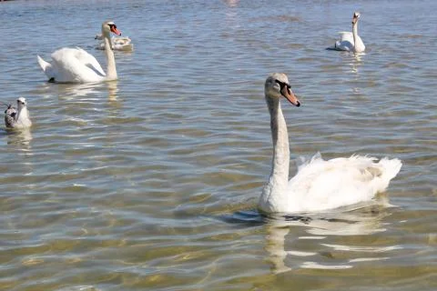 White swans Stock Photos
