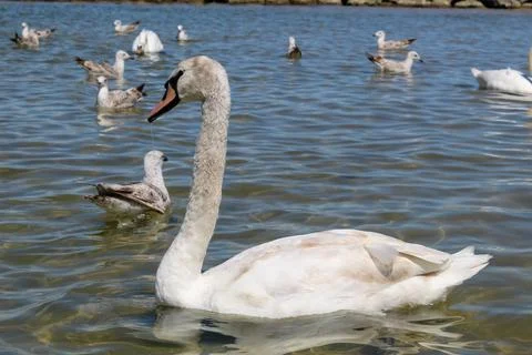 White swans Stock Photos