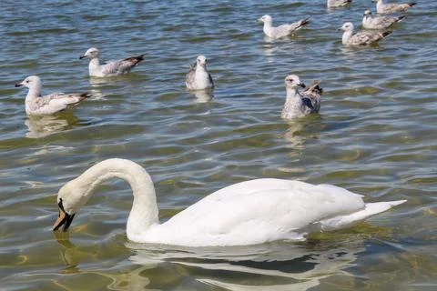 White swans 스톡 사진