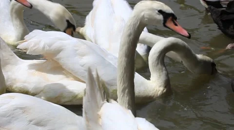 White Swans in the Pond Stock Footage 40087054