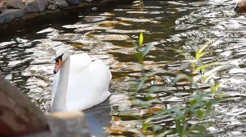 White swans on the pond Stock Footage 44121527