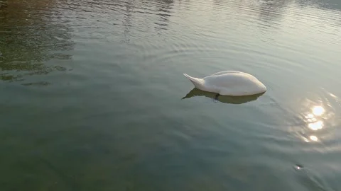 White swans in a pond Video stock 322984240