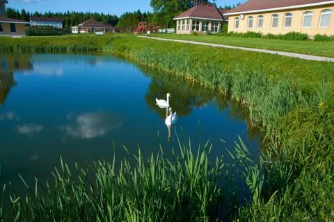 White swans on the pond with a reflection of the clouds Stock Photos