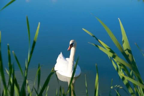 White swans on the pond with a reflection of the clouds Stock Photos