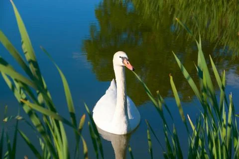 White swans on the pond with a reflection of the clouds Stock Photos