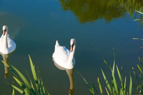 White swans on the pond with a reflection of the clouds Foto stock
