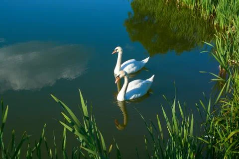 White swans on the pond with a reflection of the clouds Stock Photos