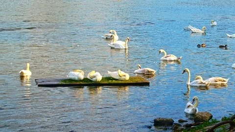 White Swans In Prague Video stock 91171223