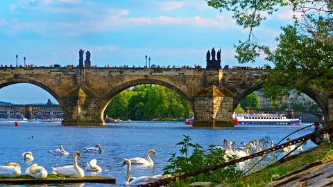 White swans Prague Vidéo 91171318
