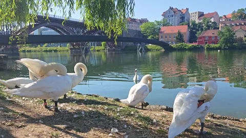 White Swans Preening on the Drava River with Old Bridge in Maribor Vídeos de archivo 343415473