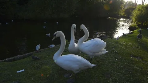 White swans rest near the lake. Stock Footage 264330153