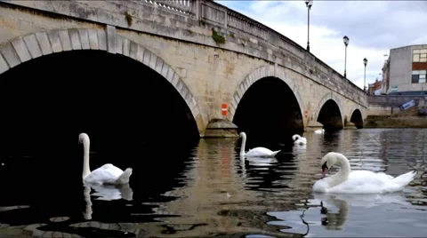 White Swans on a river &amp; a bridge Stock Footage 45842724