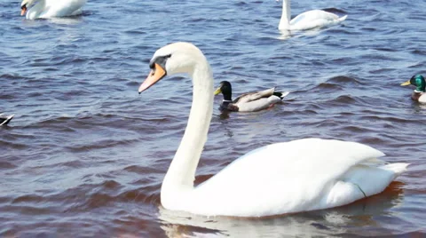 White swans on the river Stock Footage 5752044