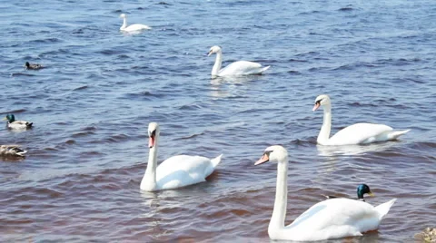 White swans on the river Stock Footage 5754483