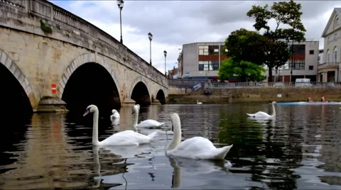White swans on a river Stock-Footage 45842710