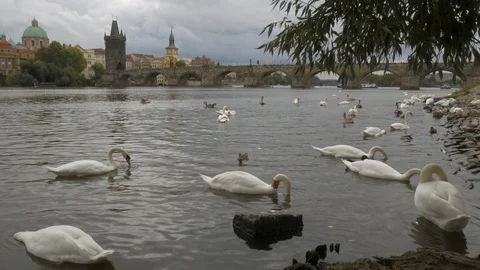 White swans on the river Stock Footage 117680504