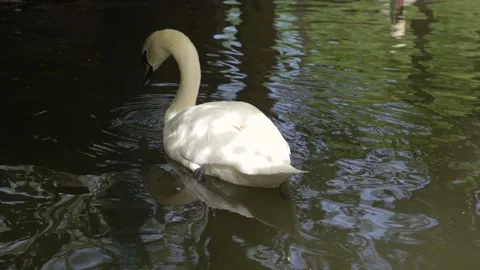 White swans on the river Stock Footage 130311180