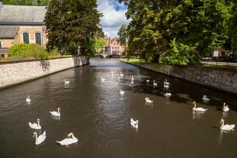 White swans in a river Stock Photos