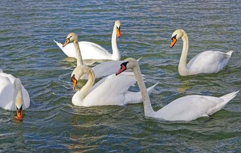 White swans river Stock Photos