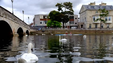 White swans on a river &amp; a stone bridge Stock Footage 45842667